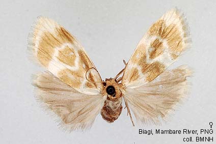 Papua Insects Foundation (Lepidoptera/Erebidae(Arctiinae)/Lambulodes ...